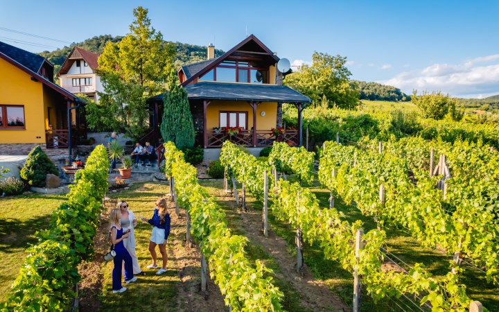 Csernus wine tasting with basic wine selection on the Ipolynyék vineyard hill