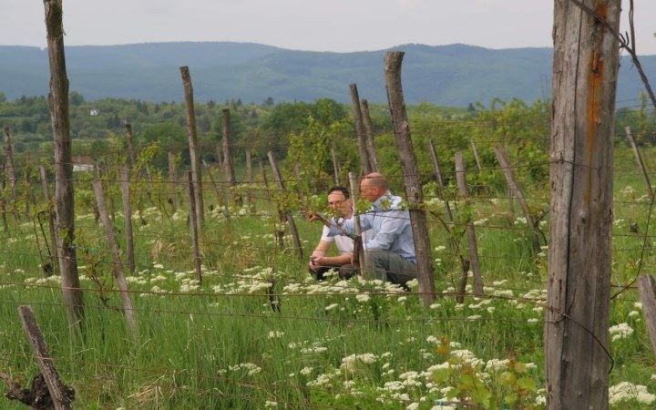 Zsolt Sándor wine tasting with special natural wines