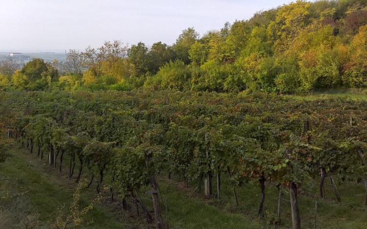 Szőlőskert borkóstoló családias hangulatban