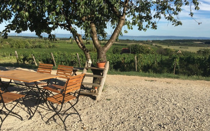 Tánczos wine tasting in the Tagyon Hill vineyard
