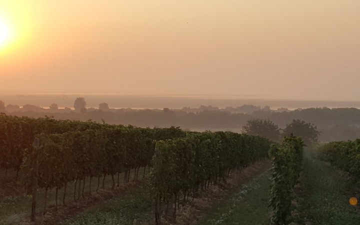 Taschner wine tasting with traditional sparkling wine