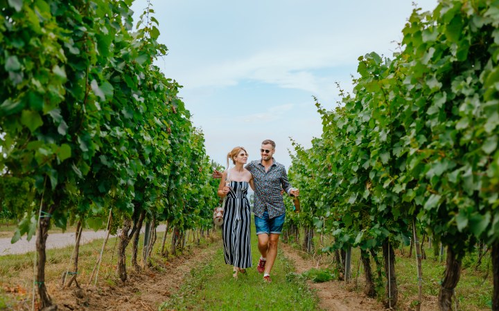 Androsics wine tasting with e-bike vineyard tour