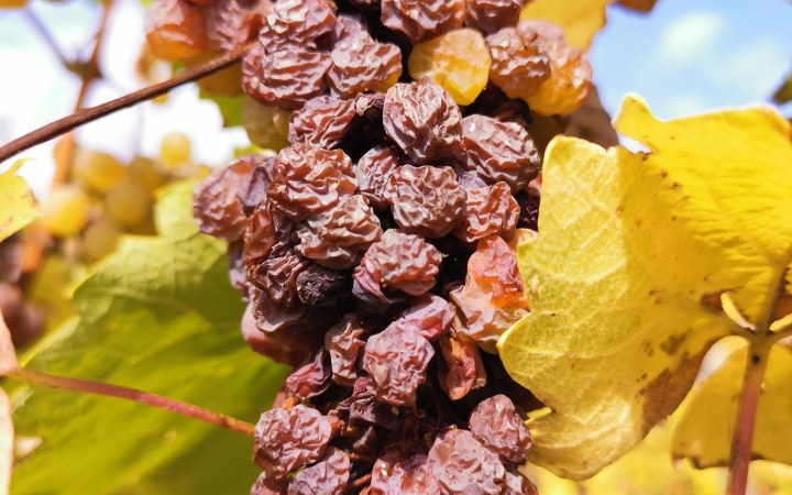 Aranynap wine tasting with natural wines galéria kép