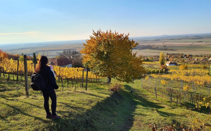 Inhauser wine tasting with a wine dinner by a chef experienced in Michelin-starred restaurants galéria kép