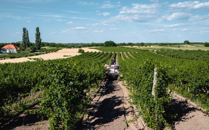 BergerVin borkóstoló csettegős kocsi túrával galéria kép