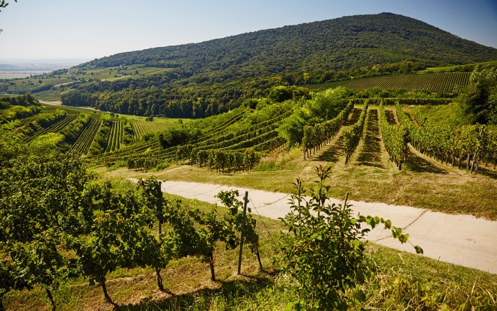 Gere Attila wine tasting with vineyard tour in the veteran Frici minibus galéria kép