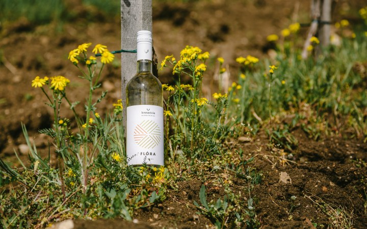 KissAttila wine tasting with a young winemaker