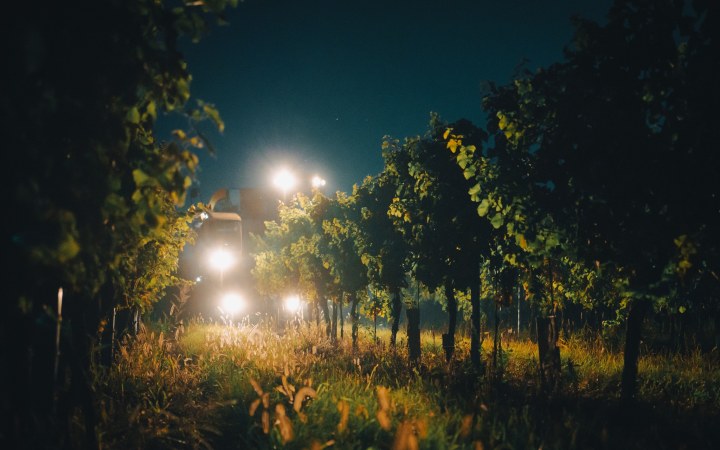 Kraft wine tasting with handcrafted wines in Rust galéria kép