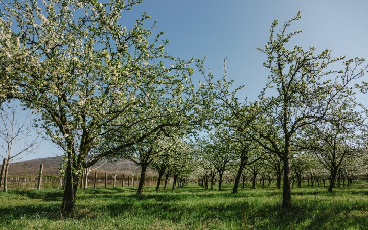 Laczkó wine tasting in a cellar from the time of Matthias Corvinus