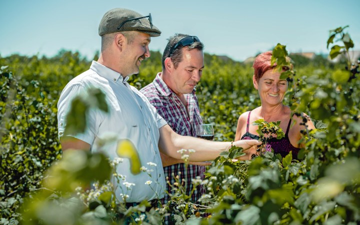 Lajos-Király wine tasting from currant wines at the new wave winery galéria kép