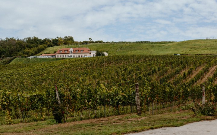 Palik wine tasting – organic wines born from a bio lifestyle galéria kép
