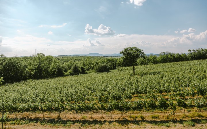 Pócz borkóstoló balatoni panorámával galéria kép