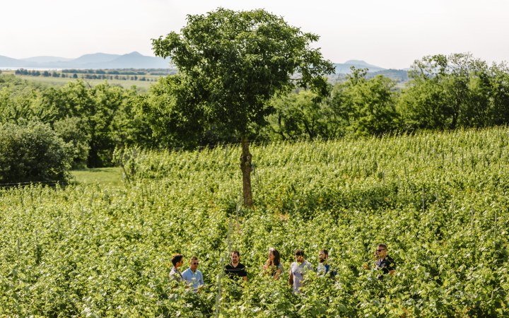 Pócz borkóstoló a természet ölelésében