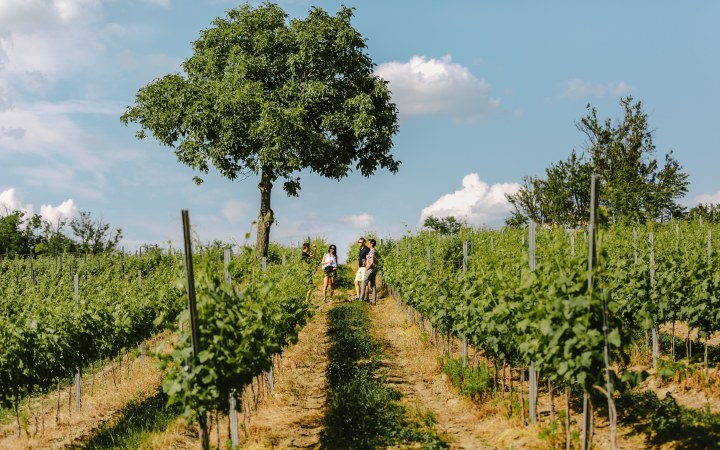 Pócz wine tasting surrounded by beautiful nature galéria kép