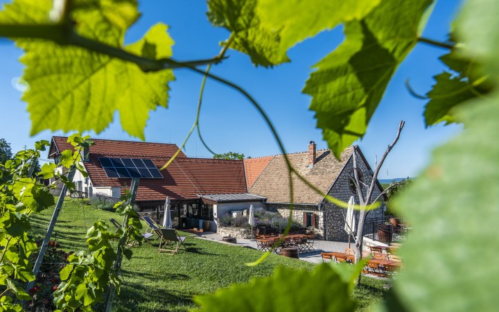 Rókusfalvy wine tasting on the Etyek gastro Ppromenade galéria kép