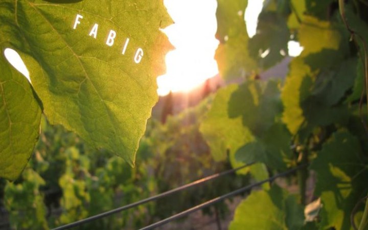 Fabig borkóstoló szerelembe esve a sauvignon blanc borokba galéria kép