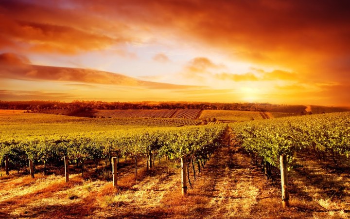 Habsburg wine tasting with wines reflecting the golden age of the dynasty galéria kép