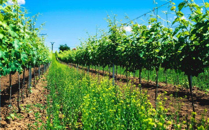 Berta wine tasting with jeep tour among the vineyards of Kürt galéria kép