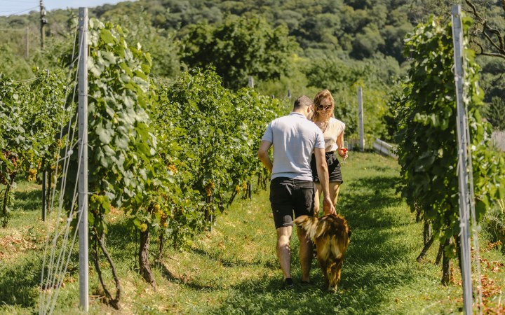 Wéber wine tasting at the foot of the Gerecse mountains galéria kép