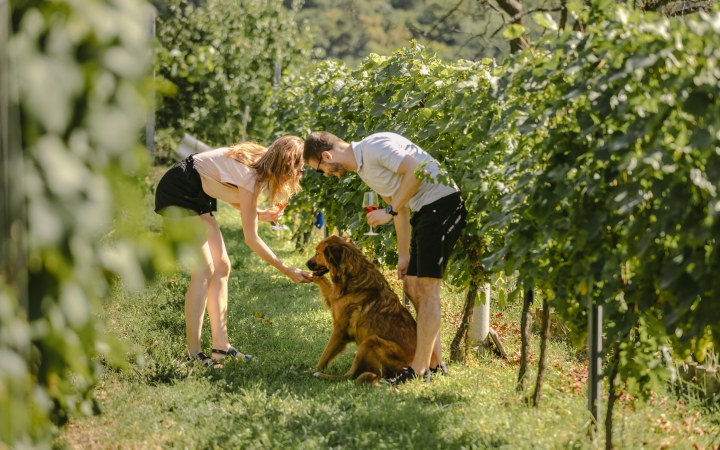 Wéber wine tasting with natural white wines galéria kép