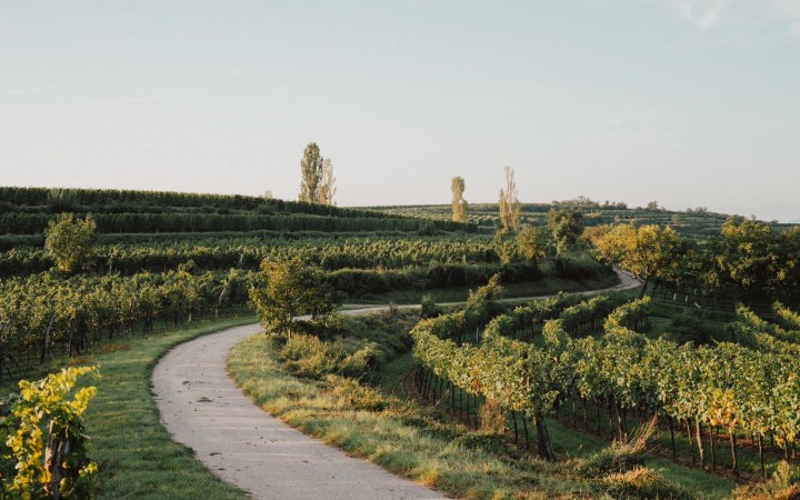 ALLRAM wine tasting with exceptional white wines from Austria’s global white wine ambassador galéria kép