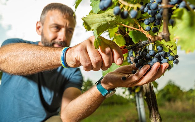 Feiler-Artinger wine tasting with biodynamic wines galéria kép
