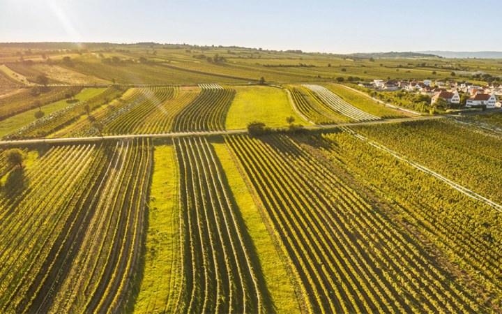 Feiler-Artinger wine tasting with biodynamic wines galéria kép