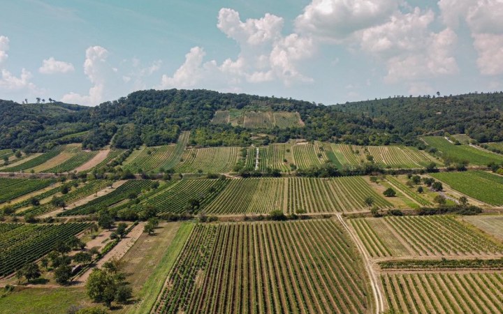 Liegenfeld wine tasting highlighting premium white wines