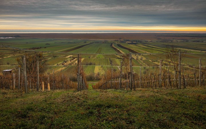 Liegenfeld wine tasting highlighting premium white wines
