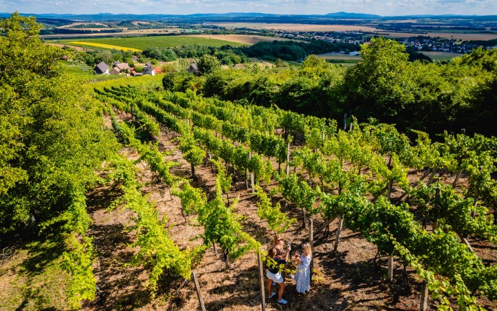 Zsigmond wine tasting with a 5 wines and vineyard tour