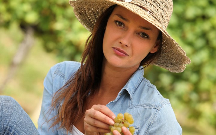 A Chenin Blanc egyre népszerűbb