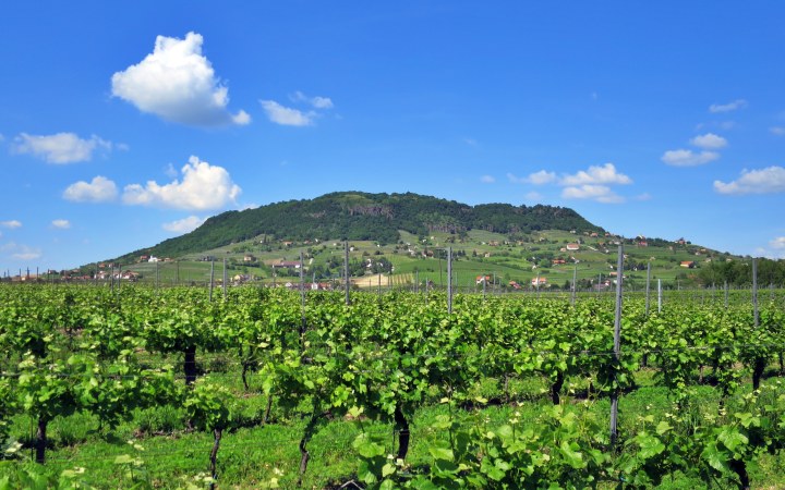 Ha Somló, akkor juhfark és furmint