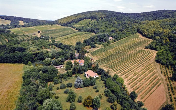 Rolling hills with vineyard